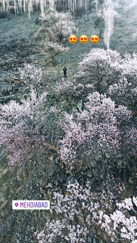 Cherry Blossoms in Skardu